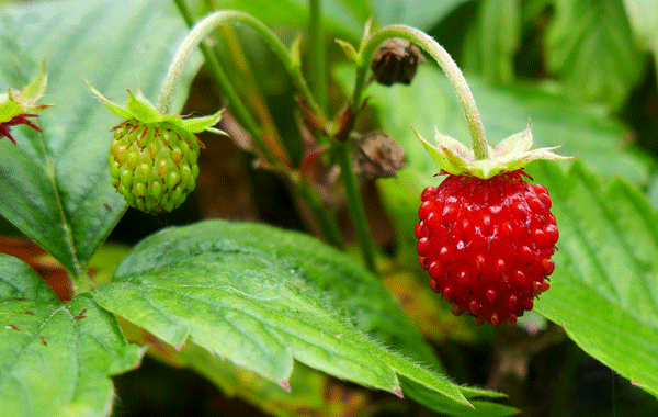 wild-strawberry