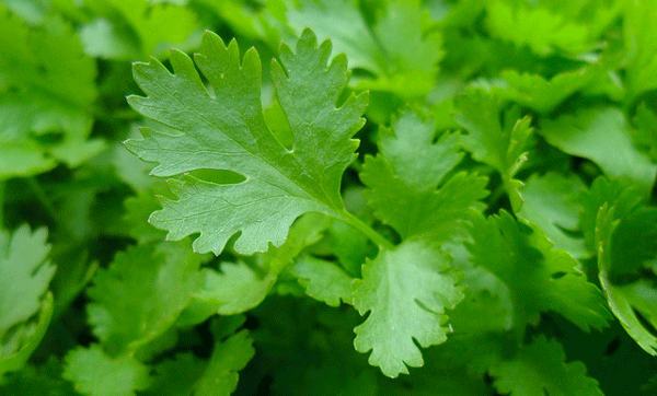 italian-parsley