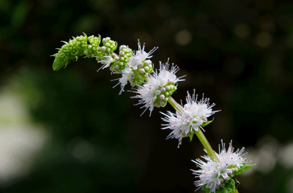 spearmint-flower